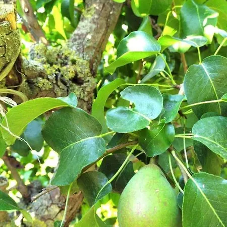 Agriturismo Bio La Tana Del Lele